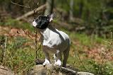 BOULEDOGUE FRANCAIS 1050